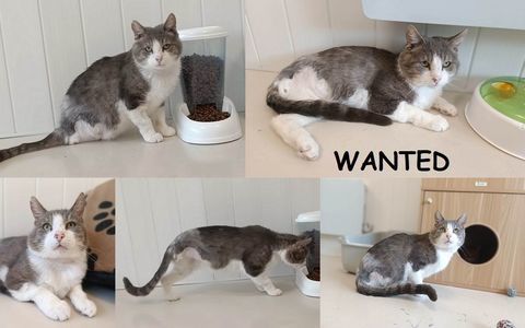 Wanted 8 ans 3 pattes &agrave; adopter 1 27170 Beaumont-le-roger