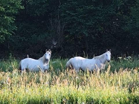 Chevaux ins&eacute;parables 2000 09320 Massat
