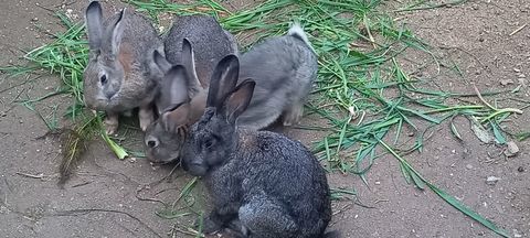 LAPINS DE COMPAGNIE 20 83400 Hyères