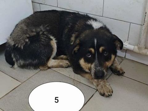 Bellini &agrave; l'adoption 300 27000 �vreux