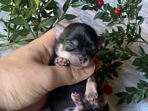 Chihuahua à poil long 1000 24300 Teyjat