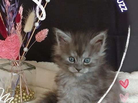 Chatons Males MAINE COON 1200 38510 Brangues