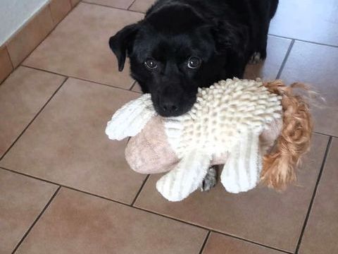 Spirito &agrave; l'adoption 320 27220 Les authieux