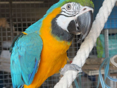 Couple ara arauna 2400 31600 Muret