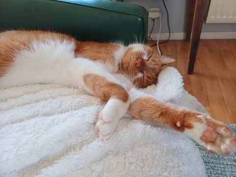 SIMBA 200 35200 Rennes