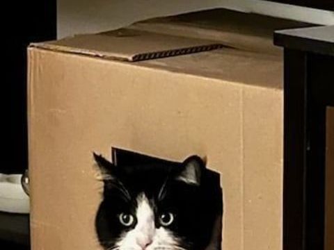 TITOU à l'adoption  250 92290 Chtenay-malabry