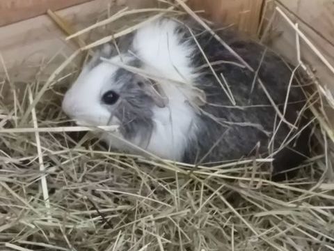 Cochons d indes m&acirc;les et femelles 
10 72220 Marign�-laill�