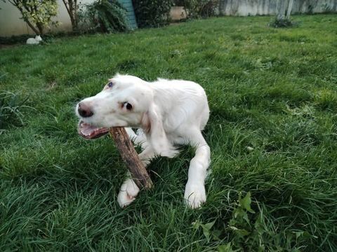 Chien ALPHA à l adoption 210 07800 Saint-georges-les-bains