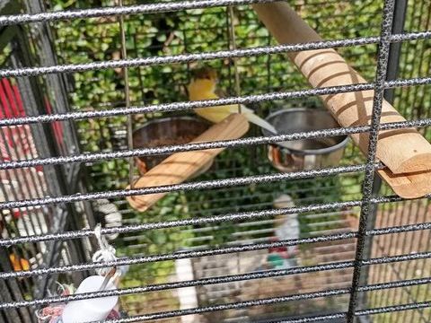  cage avec 2 canari male 150 59590 Raismes