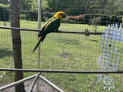 femelle cornure jandaya 150 33720 Landiras