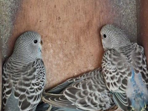 Perruches ondul&eacute;es 10 56250 Treffl�an