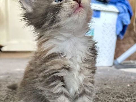 Bonjour et Bienvenue &agrave; la Chatterie des sources de la Bi&egrave;vre 1225 78820 Juziers
