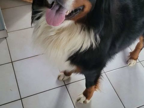 Cherche femelle bouvier bernois pour saillie non lof 250 89200 Avallon