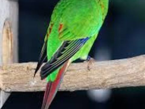 Perruche de Latham 80 67310 Hoheng�ft