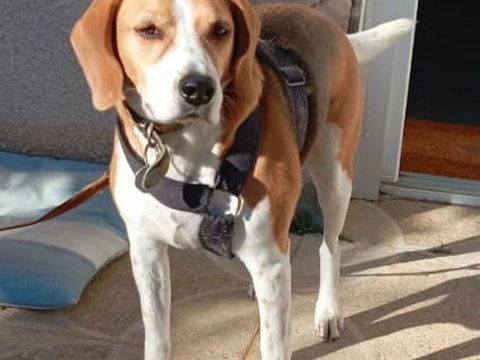 Chien OSLO à l adoption 300 42590 Neulise