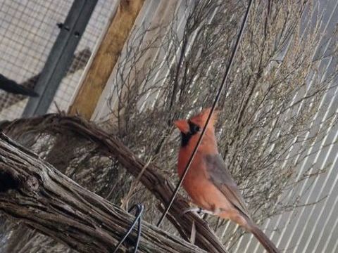 Cardinaux rouge 0 31220 Le plan