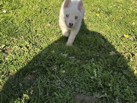 Husky 500 85390 Mouilleron-en-pareds