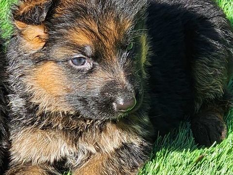 Chiots Berger Allemand LOF poils courts 1200 51370 Ormes