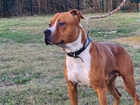 Chien TACK à l adoption 210 34450 Vias