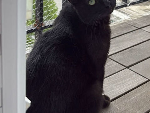 Wesley, un amour de jeune chat 180 93230 Romainville