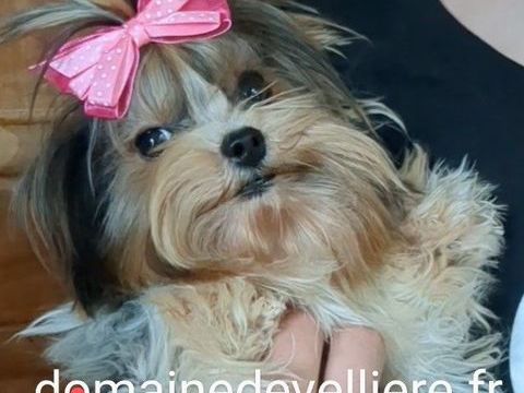 male biewer miniature 1200 38890 Montcarra