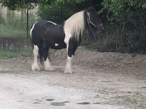 Cheval  irishop  &eacute;talon 4000 13440 Cabannes