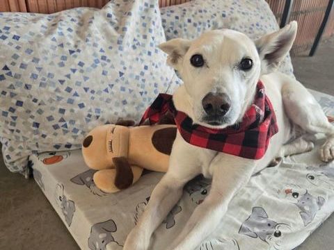 PISTOLE, 10 ans, un chien merveilleux ! 195 24140 Douville