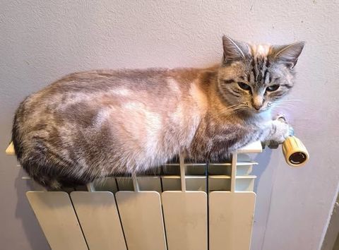 Chat BIANCA à l adoption 200 30130 Saint-paulet-de-caisson