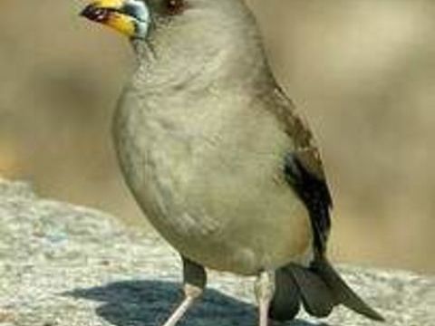 Eophona migratoria (Gros-bec migrateur) 0 41230 Courmemin