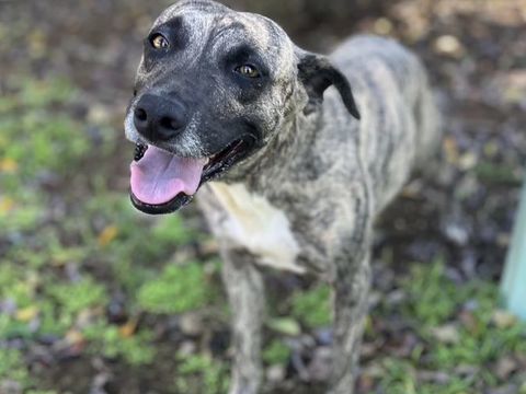 Donna, femelle, croisée berger, née le 10/09/2023 380 56000 Vannes