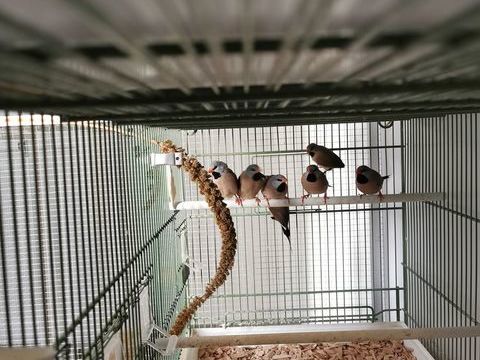 Diamant bavette exotique 50 01500 Saint-maurice-de-rmens