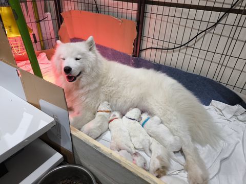 Chiots samoyède LOF 1400 87150 Oradour-sur-vayres