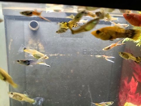 Don de guppys vari&eacute; 0 78260 Ach�res