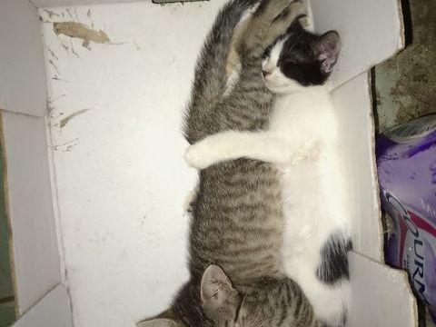Chaton a donner contre bon soin
0 40110 Morcenx