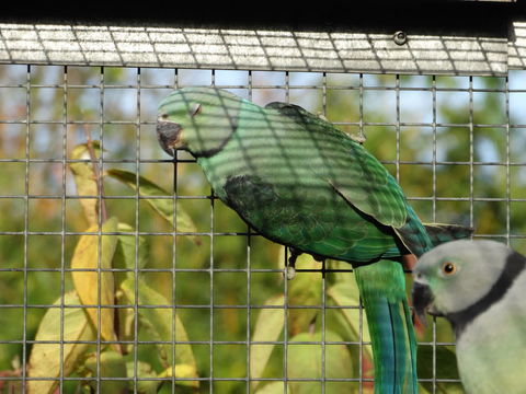 Perruche MALABAR 350 85110 Saint-prouant