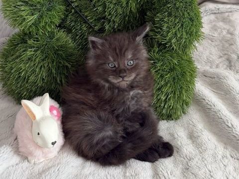 A r&eacute;server 2 magnifiques chatons Maine Coon LOOF 1700 01500 Saint-denis-en-bugey