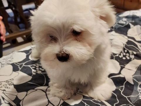 Magnifiques chiots bichons maltais. 950 74490 Saint-jeoire