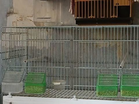 Cage cova pour oiseaux 30 95100 Argenteuil