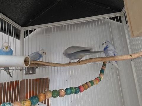 Perruches ondul&eacute;s &eacute;lev&eacute;s dans une voli&egrave;re 10 38100 Grenoble