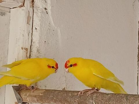 Kakarikis 
3 jaune & i cr&egrave;me 30 67500 Haguenau