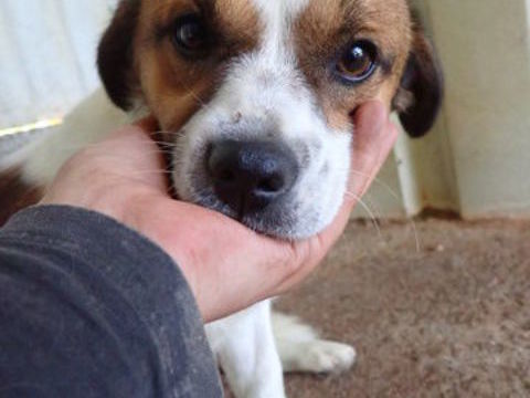 Will à l'adoption 300 88000 Chantraine