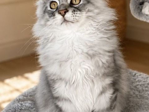 Adorable Chaton Maine Coon LOOF 950 62650 Preures