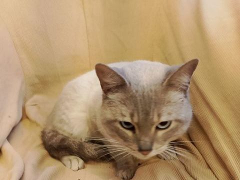 ZIRO 220 27620 Gasny