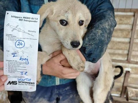 Fujita à l'adoption 320 65000 Tarbes