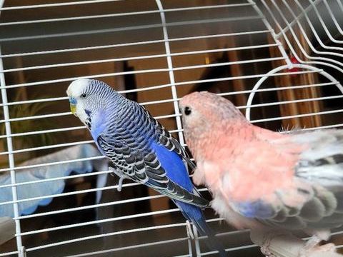 Perruches 0 51300 Vitry-le-franois