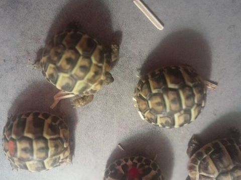Bebe tortues 40 06830 Gilette