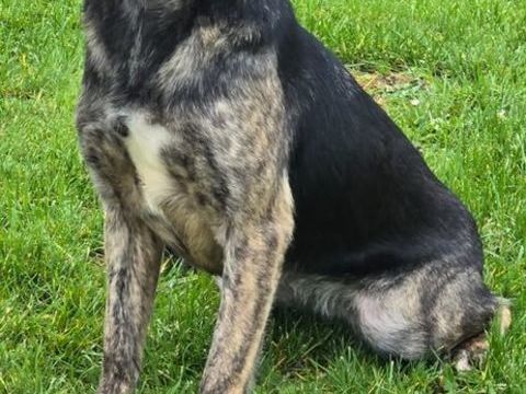 MOLLY croisée bringée 16 mois 280 59300 Aulnoy-lez-valenciennes