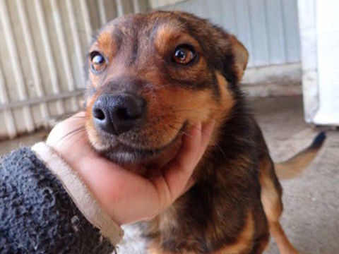 Sami &agrave; l'adoption 300 38000 Grenoble