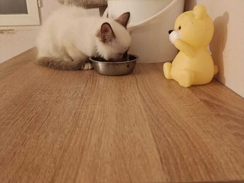 CHATON SACRE DE BIRMANIE 650 89340 Villeneuve-la-guyard