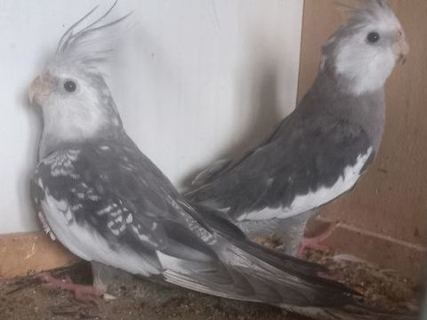 Oiseaux Male calopsitte Mutation. 30 31460 Caraman